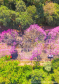 ipe_maringa