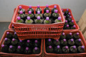 Marialva Uvas Finas 004