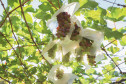 Marialva Uvas Finas 006
