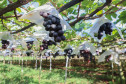 Marialva Uvas Finas 007