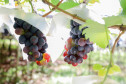 Marialva Uvas Finas 009
