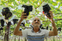 Marialva Uvas Finas 0010