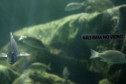 aquario 006