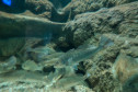 Aquário de Paranaguá 004