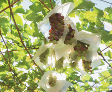 Marialva Uvas Finas 006