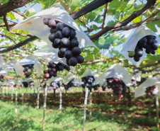 Marialva Uvas Finas 007