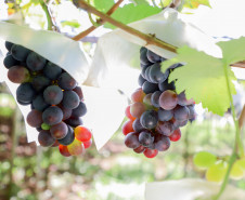 Marialva Uvas Finas 009