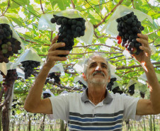 Marialva Uvas Finas 0010