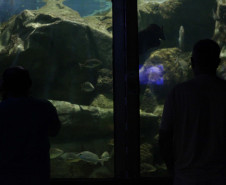 aquario 004