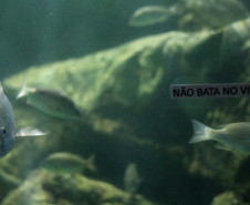 aquario 006