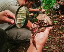 Grande Reserva da Mata Atlântica 006
