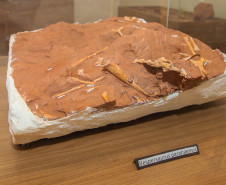 Vale dos Dinossauros 0010