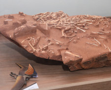 Vale dos Dinossauros 0015