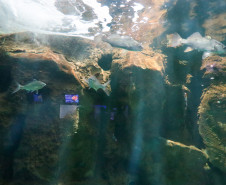 Aquário de Paranaguá 002