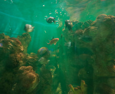 Aquário de Paranaguá 003