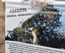 turistas de cruzeiro 008