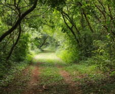 Caminhos do Peabiru 002