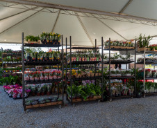 festival da primavera