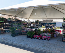 festival da primavera