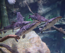 Foz do Iguaçu ganha um dos maiores aquários da América do Sul