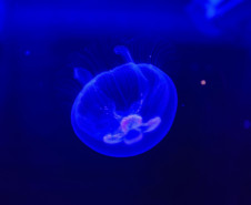 Foz do Iguaçu ganha um dos maiores aquários da América do Sul