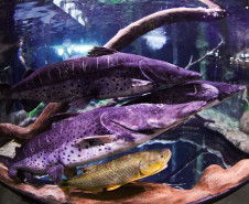 Foz do Iguaçu ganha um dos maiores aquários da América do Sul