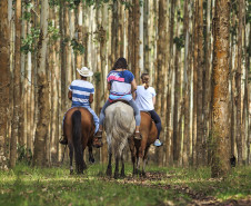 Turismo Rural no Paraná: pesquisa mostra expansão e qualificação no setor