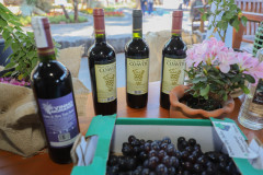 Marialva Uvas Finas 003