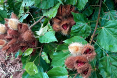 Urucum de ParanacityUrucum de Paranacity 001