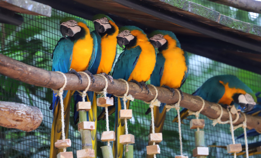 fozdoiguacuparquedasaves_