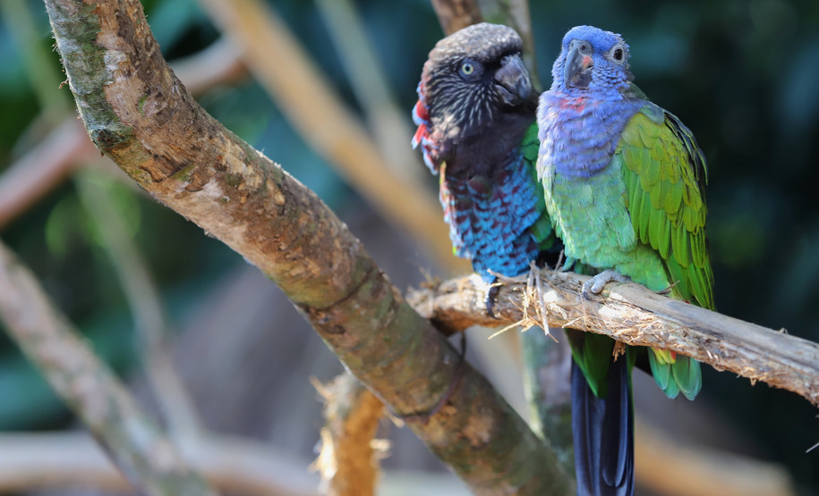 fozdoiguacuparquedasaves