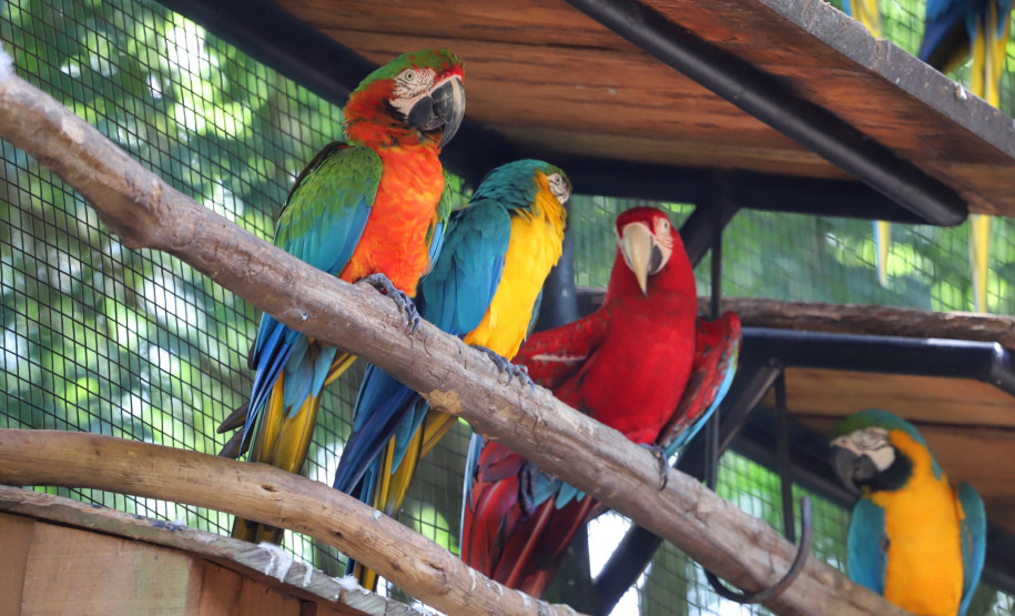 fozdoiguacuparquedasaves