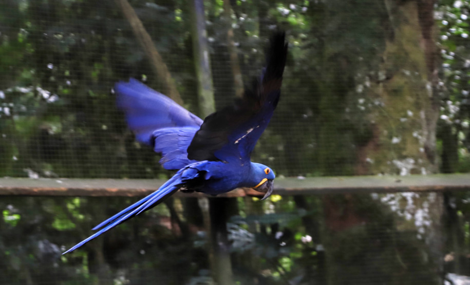 fozdoiguacuparquedasaves