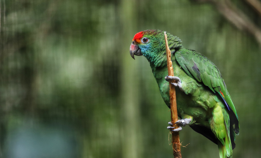 fozdoiguacuparquedasaves