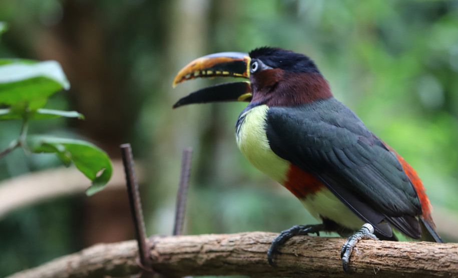 fozdoiguacuparquedasaves