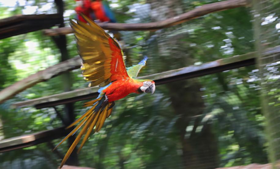 fozdoiguacuparquedasaves