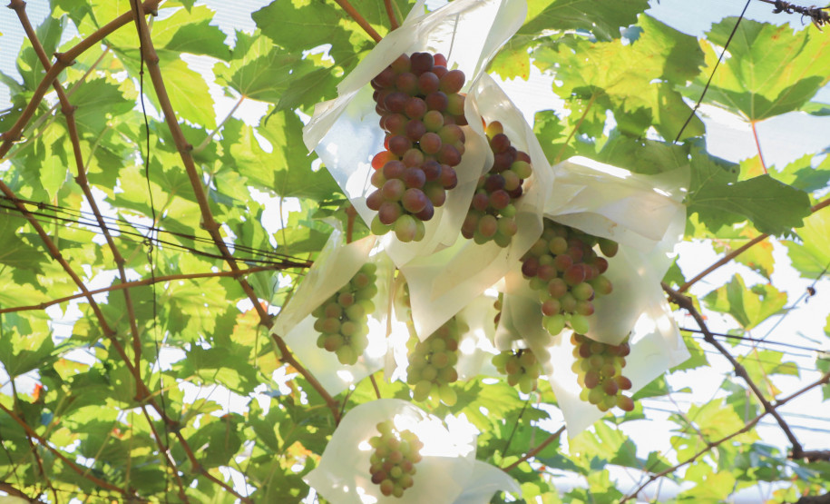 Marialva Uvas Finas 006