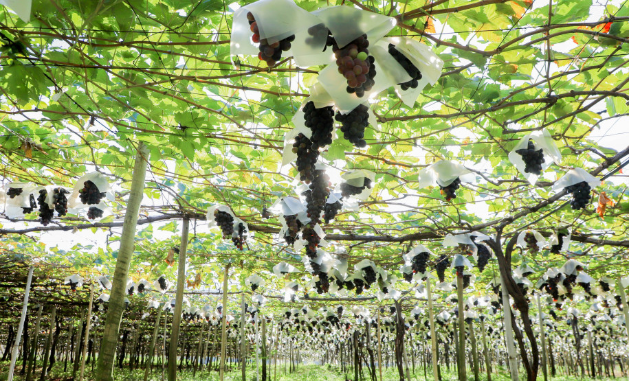 Marialva Uvas Finas 008