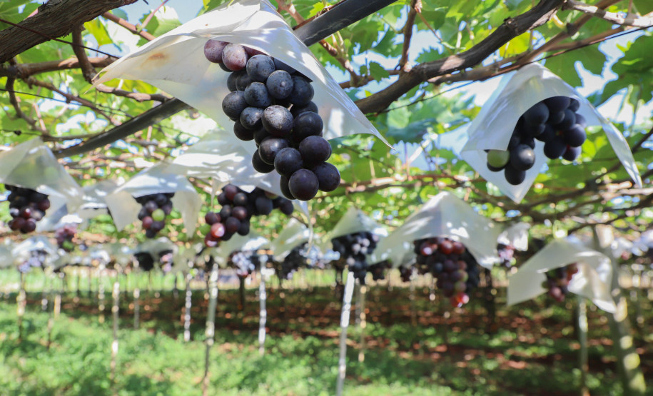 Marialva Uvas Finas 007