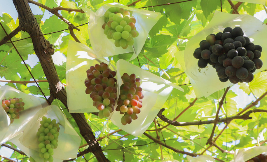 Indentidade Geográfica 006