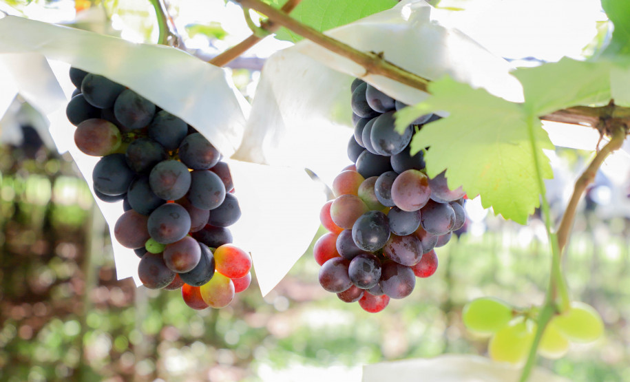 Marialva Uvas Finas 009