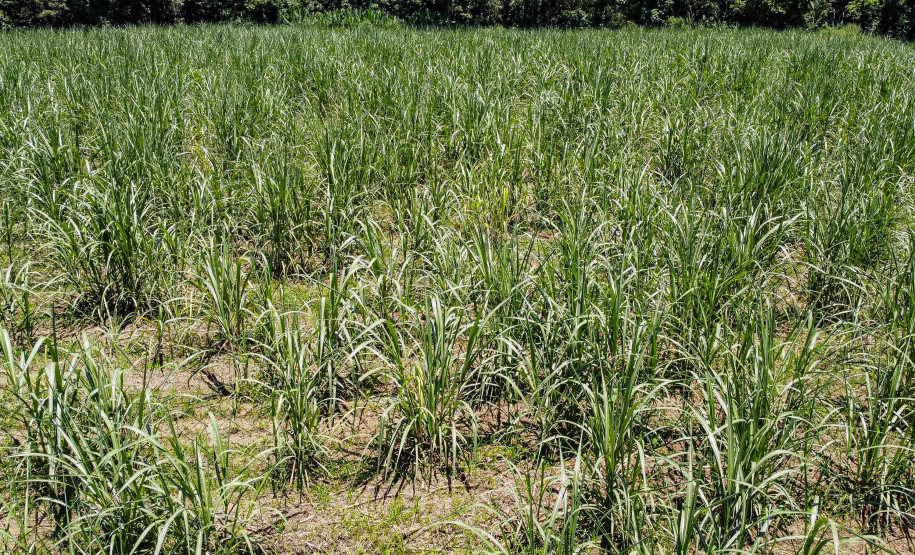 alambiques sustentaveis 005