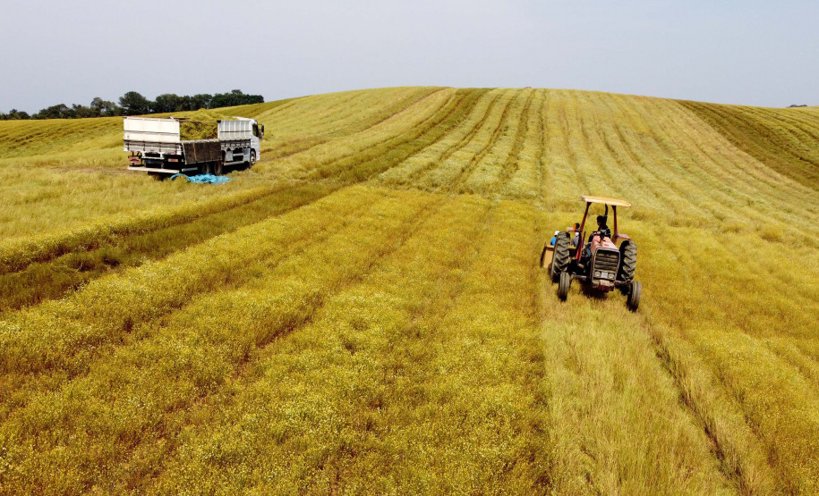 camomila de Mandirituba 002