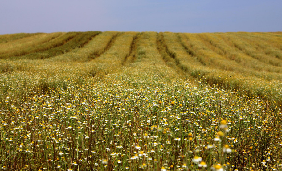 camomila de Mandirituba 001