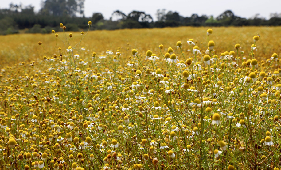 camomila de Mandirituba 004