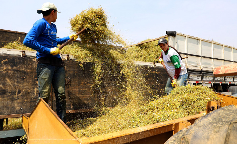 camomila de Mandirituba 003