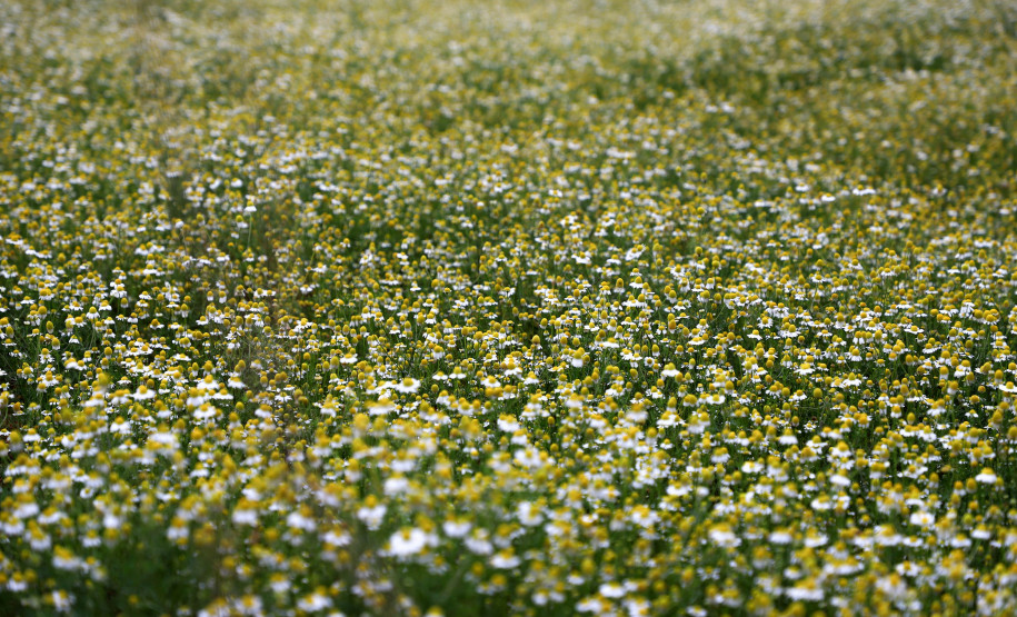 camomila de Mandirituba 005