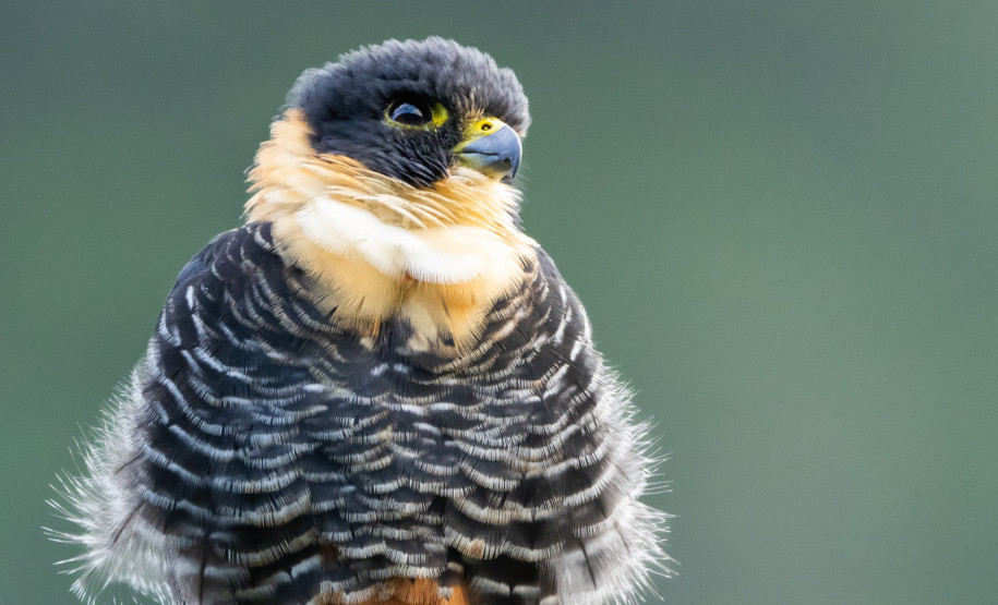 Grande Reserva Mata Atlântica 008
