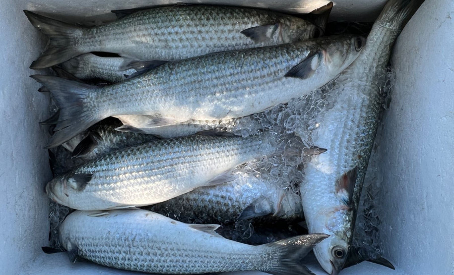 Temporada da tainha 0021