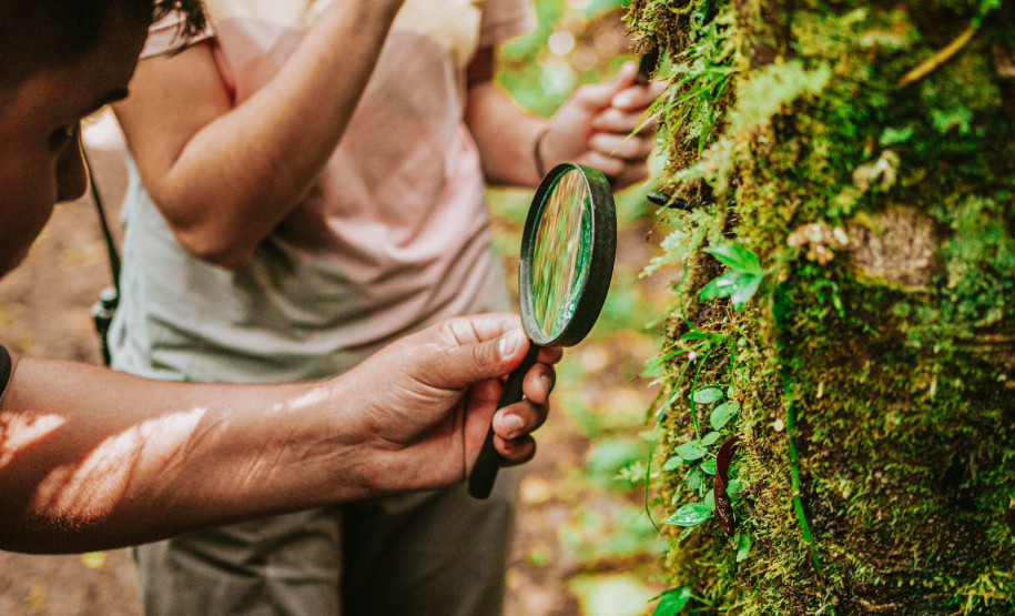 Grande Reserva da Mata Atlântica 009
